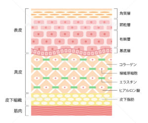 Hifu ハイフ の小顔効果は何日後がベスト Meshie銀座エステサロン ハイフ ハーブピーリング専門店